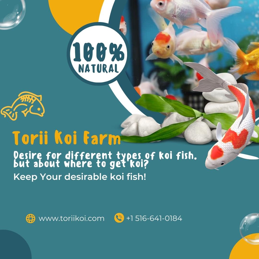 Desire for different types of koi fish. but about where to get koi?