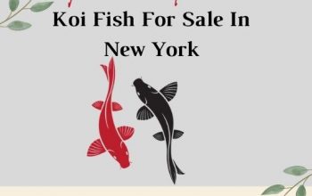 Koi Fish For Sale Online At Torii Koi Fish farm In Dix Hills, NY.