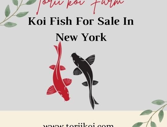 Koi Fish For Sale Online At Torii Koi Fish farm In Dix Hills, NY.
