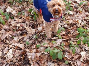 Dog walkers Sidcup | Polly’s Pet Care Services