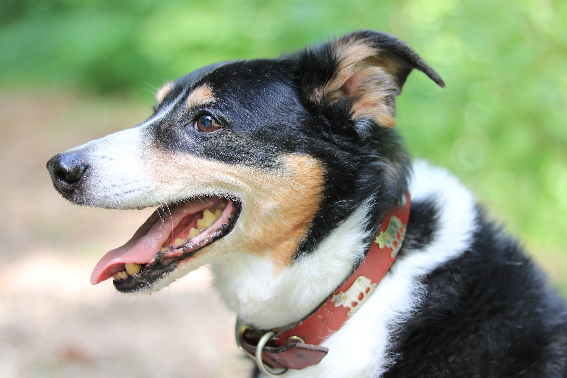 Learn How to Use Dog Collars and Leash Set – The Dogs Lifestyle
