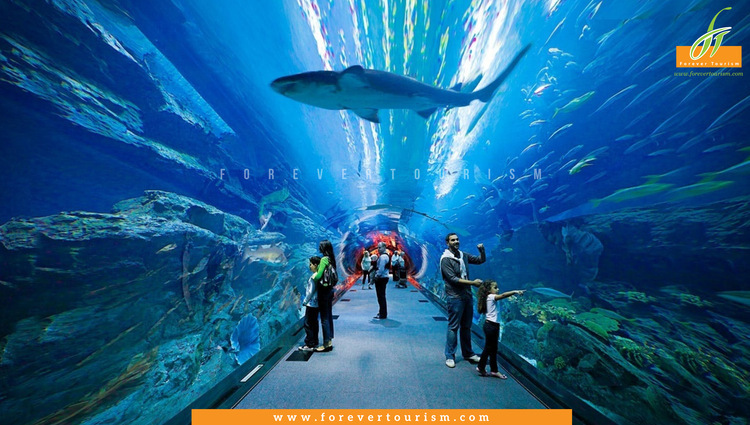 Dubai Mall Aquarium And Underwater Zoo Tickets