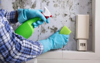Effective Mold Removal Services in Stockton