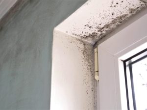Residential Mold Remediation Near Me