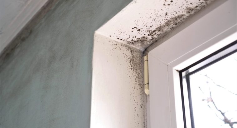Residential Mold Remediation Near Me