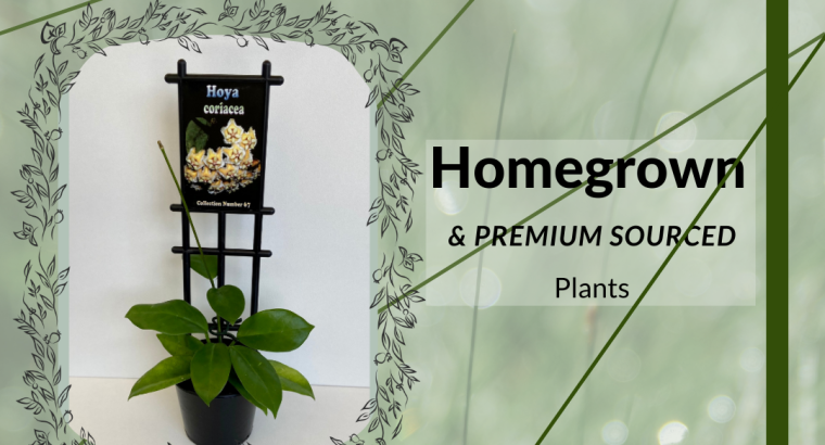 Shop for Indoor Hoya Plants Online on Sale | Australia