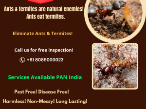 Termite Control Services in Cochin