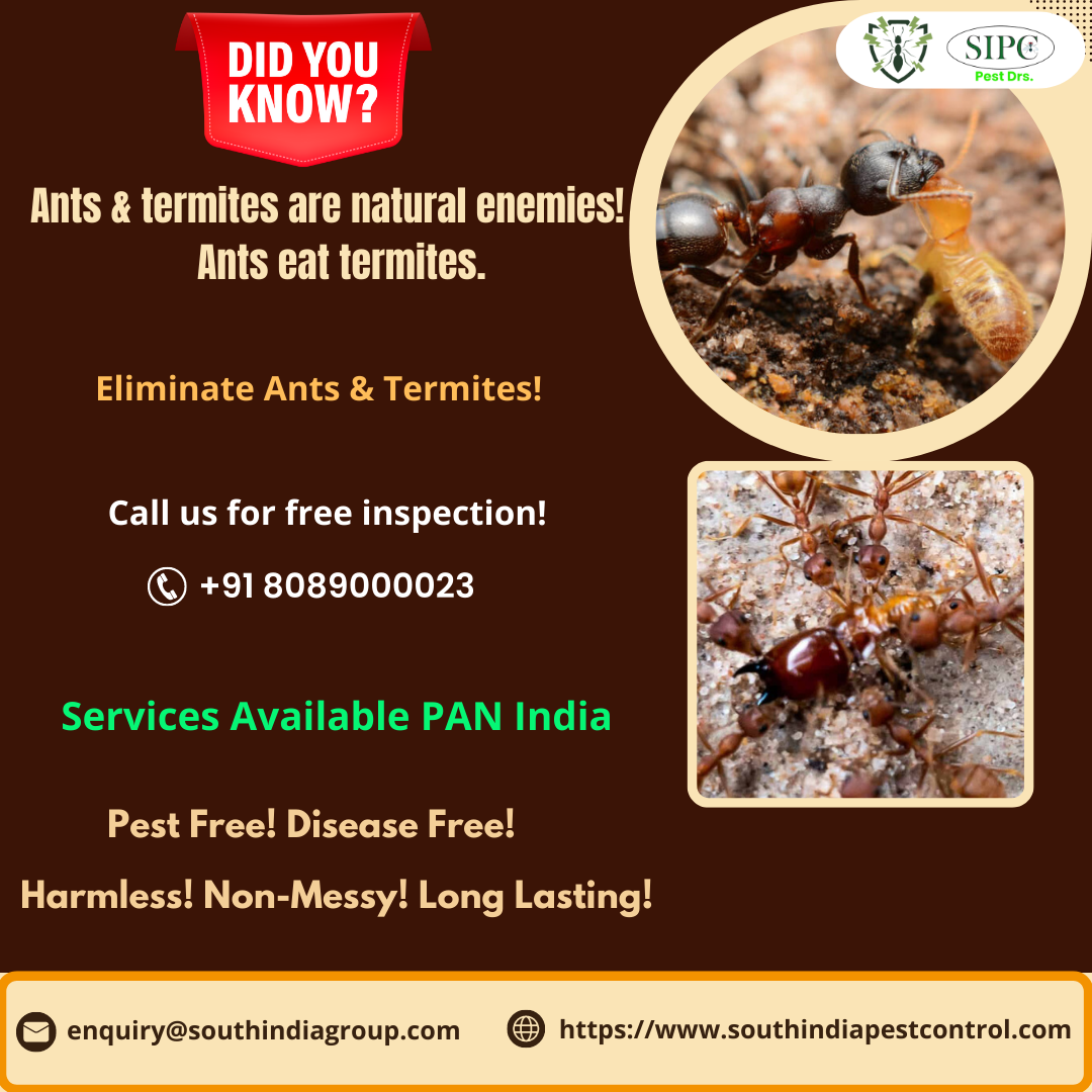 Termite Control Services in Cochin
