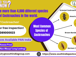 Best Cockroach Control Services in Goa