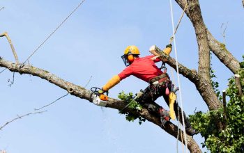 Quality Tree Trimming in Westwood NJ – New Jersey