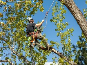 Tree Pruning Melbourne