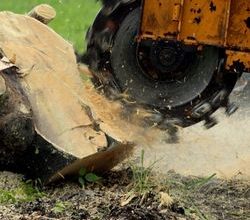 Find Local Tree Surgeon in Gloucester