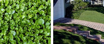 When you Need Dichondra Ground Cover, call Stover Seed