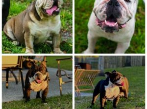 English Bulldogs for sale (West Palm Beach FL)