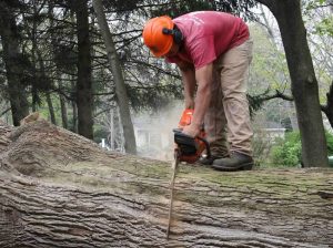 Boroondara Tree Removal – Pro Cut Tree Removal Services