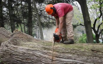 Boroondara Tree Removal – Pro Cut Tree Removal Services