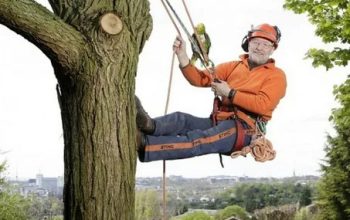 Expert Tree Surgeons in Belfast – Transforming Your Landscape