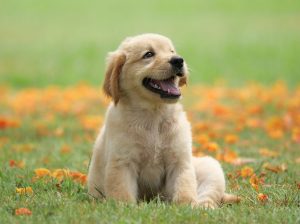 Sit Means Sit Dog Training in Fairfield