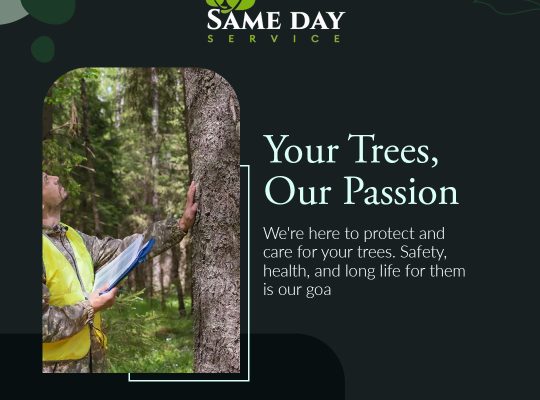 Professional Tree Care Services in Stockton, California | Same Day Service