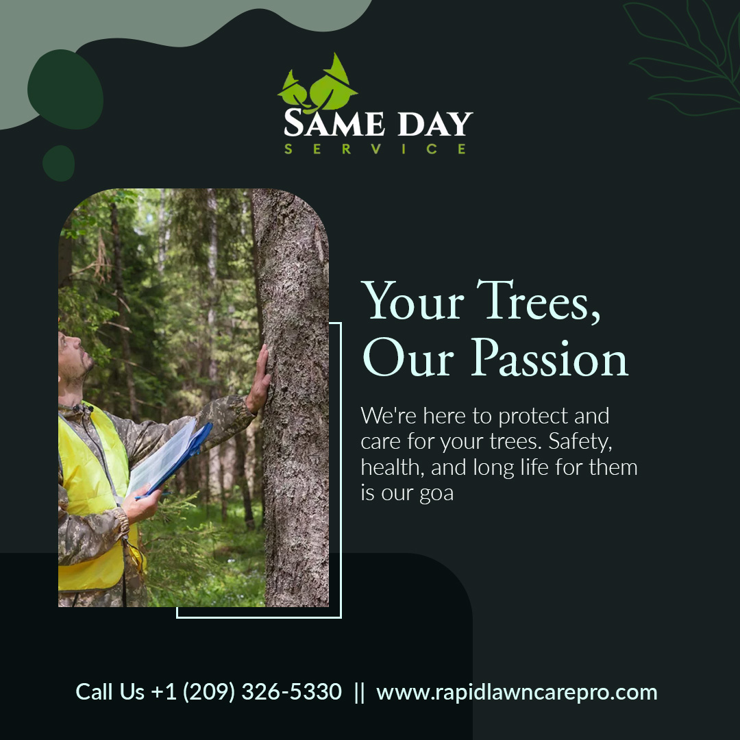Professional Tree Care Services in Stockton, California | Same Day Service