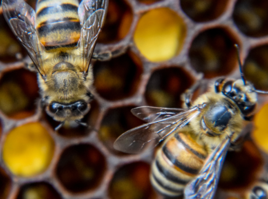 Best Commercial Pest Control Service In Melbourne |Commercial Pest Control Melbourne| Pestly Pest Co
